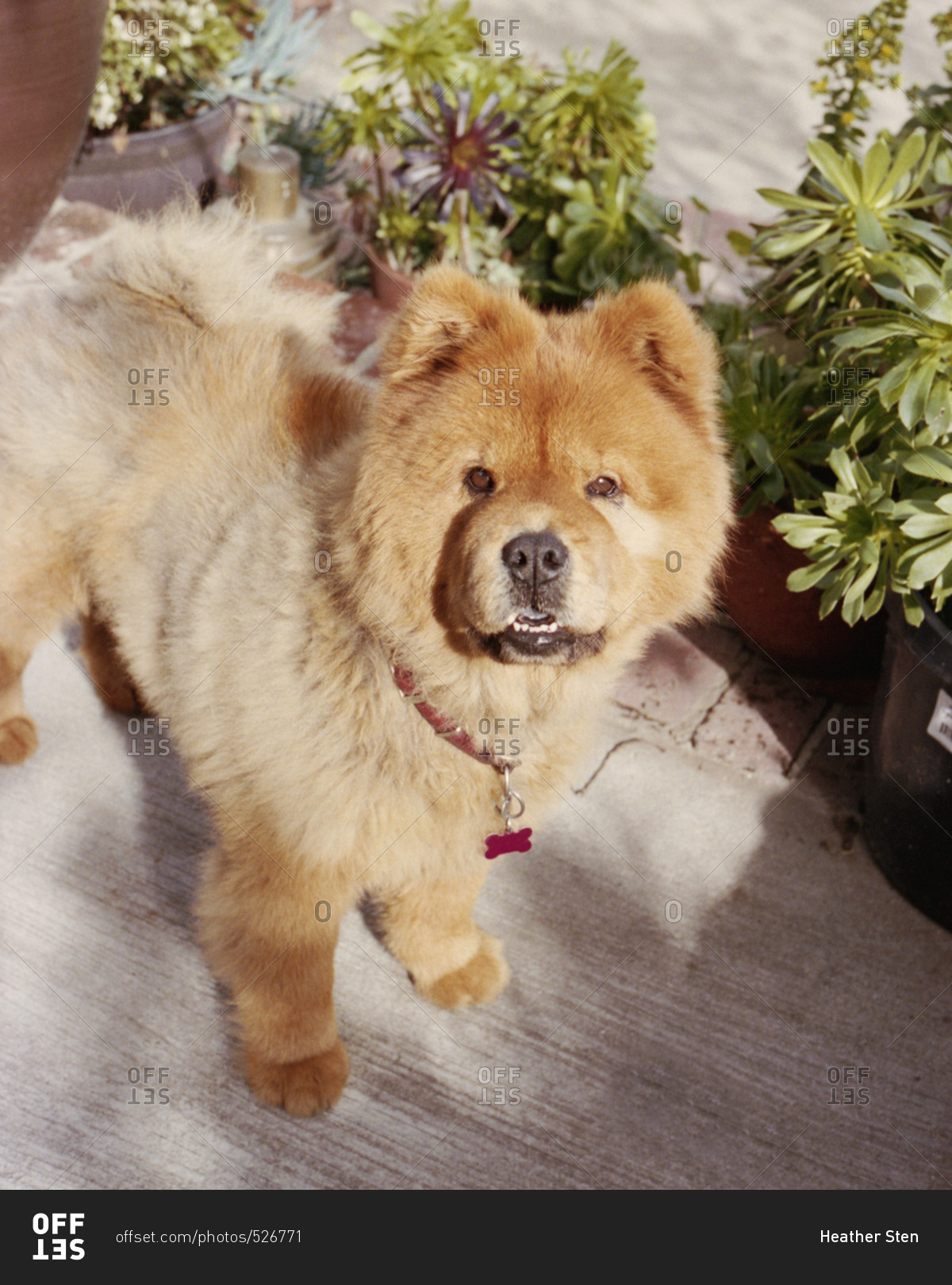 Portrait of chow chow puppy
