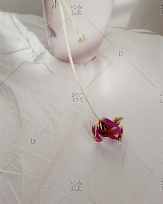 Solitary wilted flower next to vase