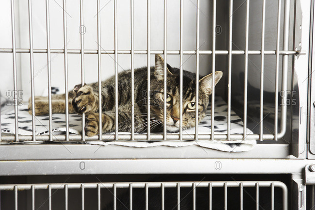 Cat in Cage