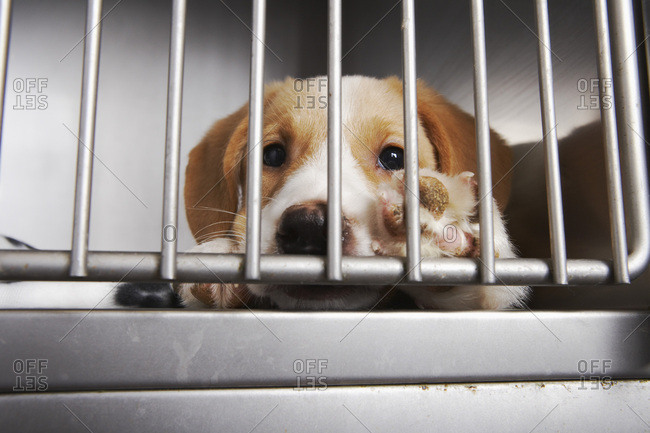 Puppy in Cage