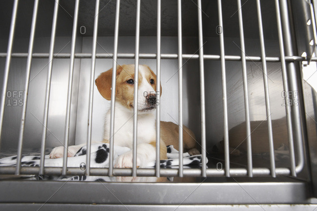 Puppy in Cage