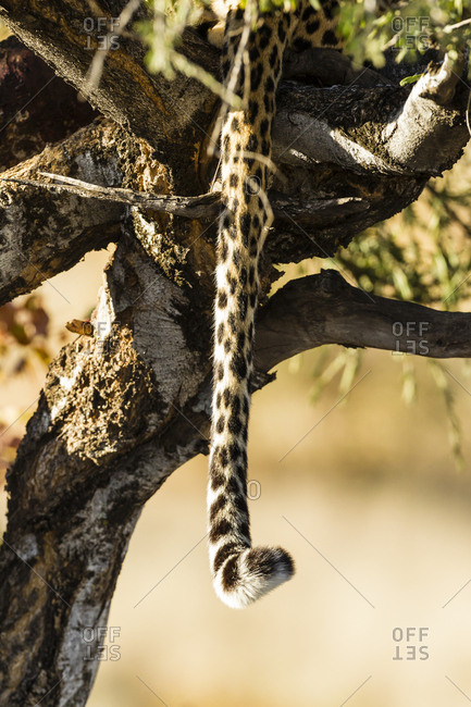 Botswana- Tuli Block- tail of leopard hiding on a tree