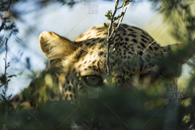 Botswana- Tuli Block- leopard hiding behind twigs