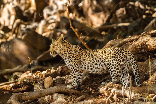 Botswana- Tuli Block- leopard