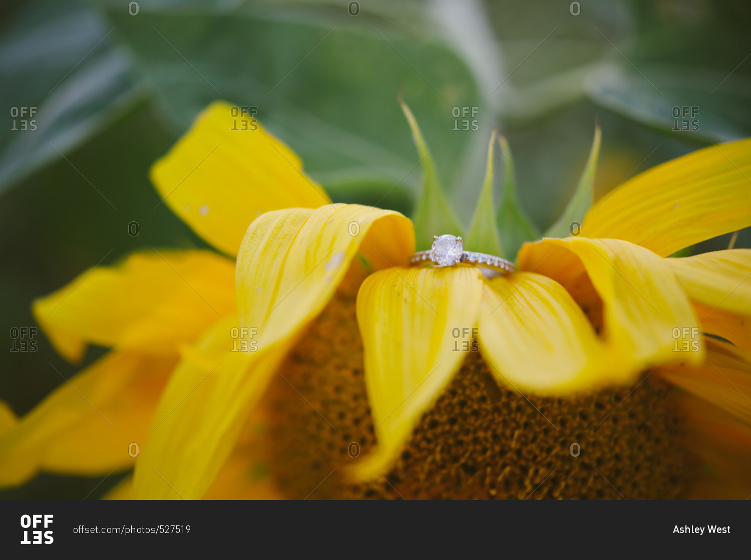 Engagement ring on a sunflower