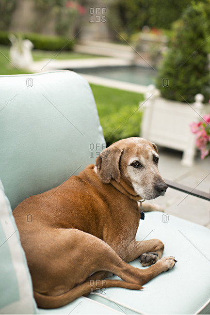 Cute senior dog lying on outdoor cushions