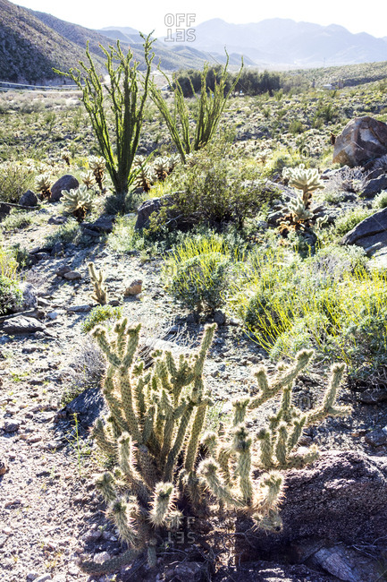 Mix of desert cactus and flora in late afternoon