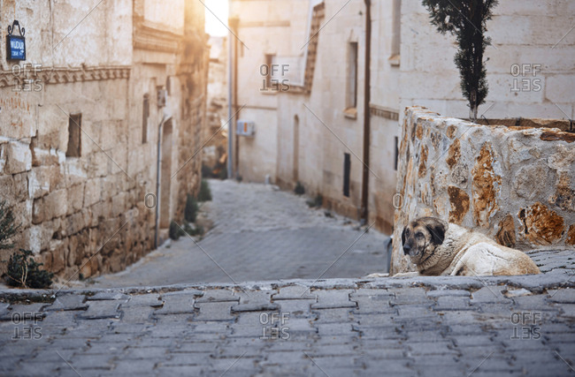 Dog laying on Istanbul streets