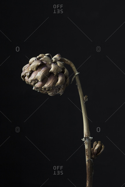 Still life dried artichoke - Offset
