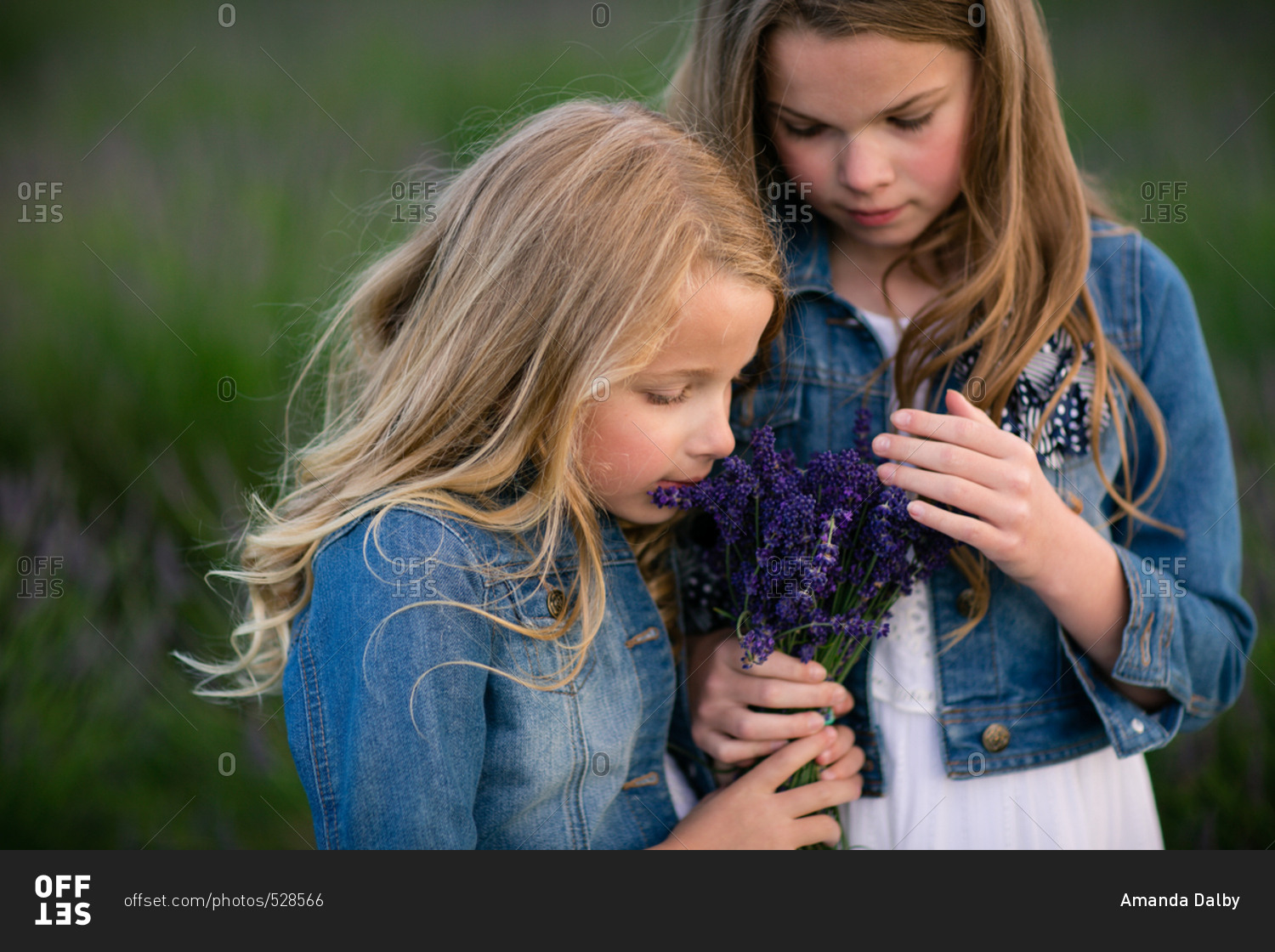 Girl smelling a bunch of freshly picked lavender flowers held by her sister