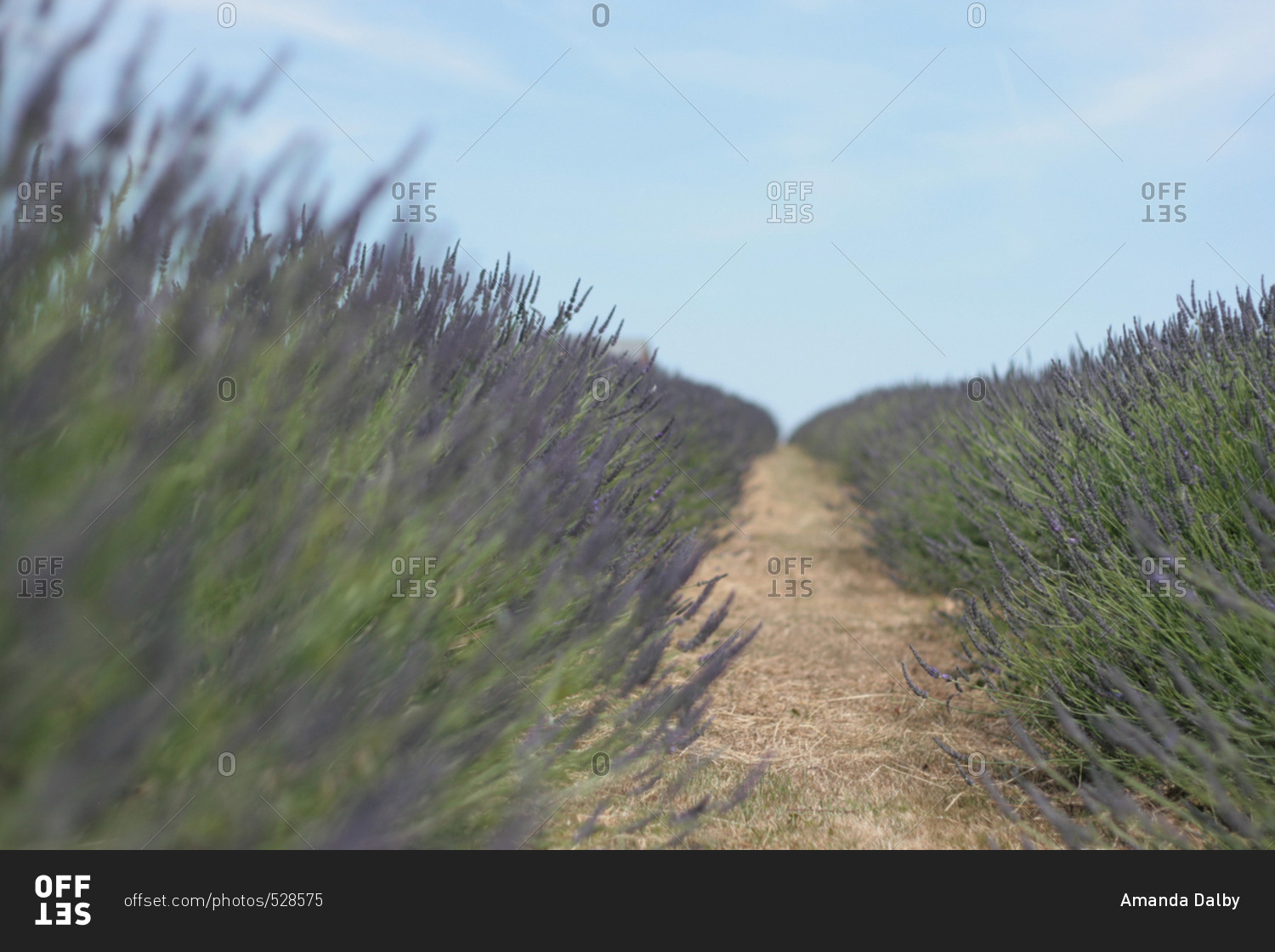 Path through field of lavender flowers on farm