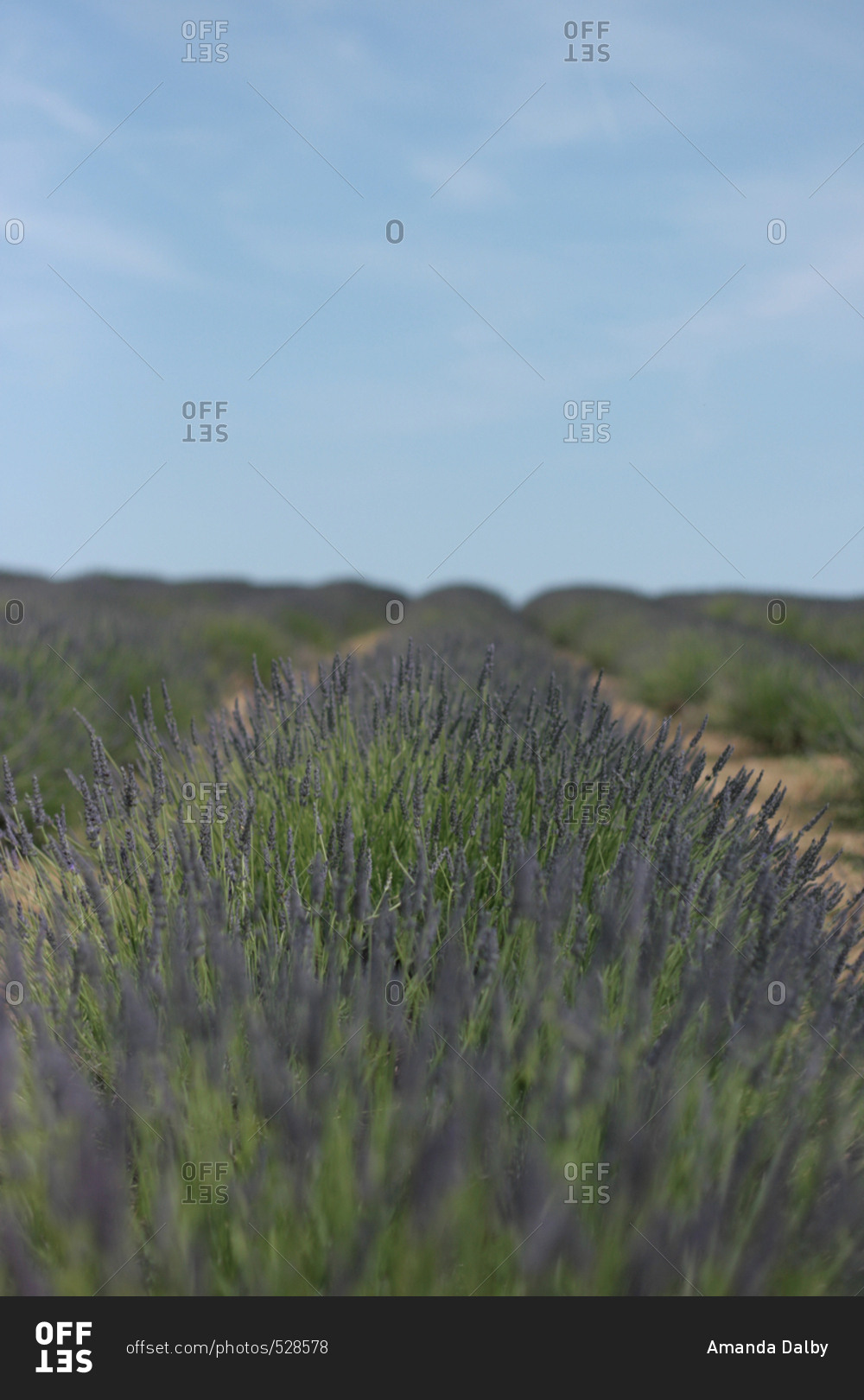 Rows of purple lavender flowers in field