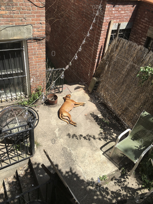 High angle view of dog lying on backyard patio