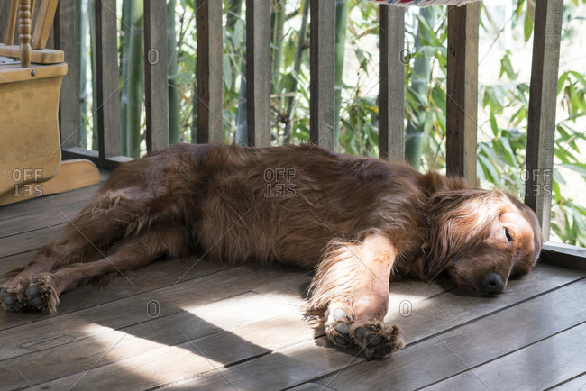 Dog sleeping on a wooden porch