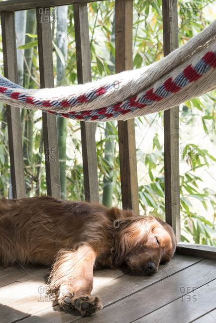 Dog asleep under a hammock on a wooden porch