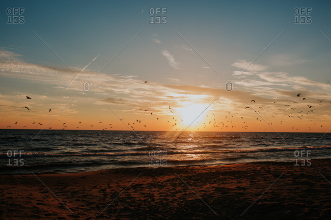 Birds flying through coastal sunset