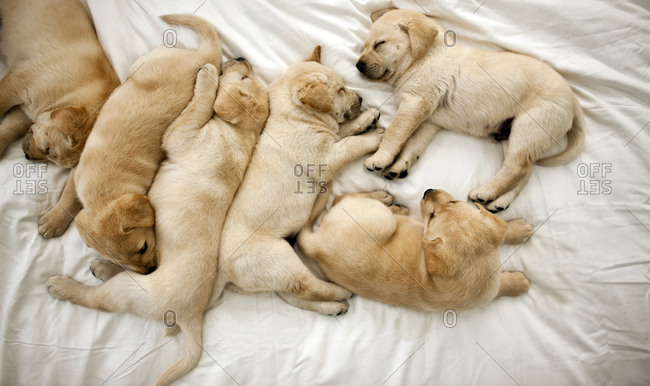 Group of puppies lying on a bed