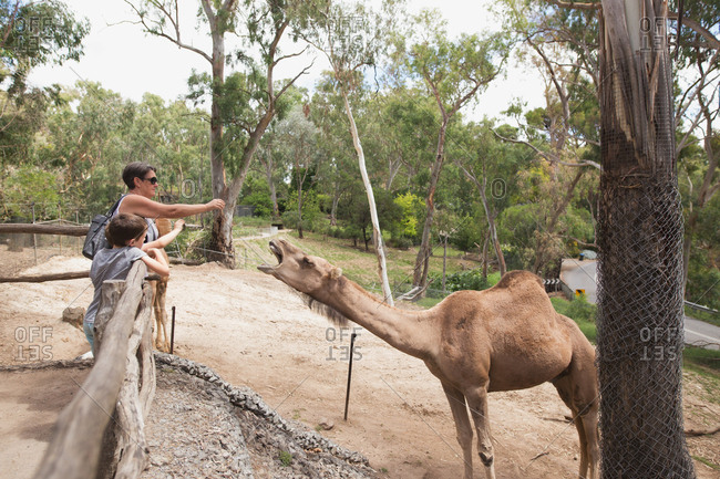 Grandmother and grandsons feeding camel at a zoo