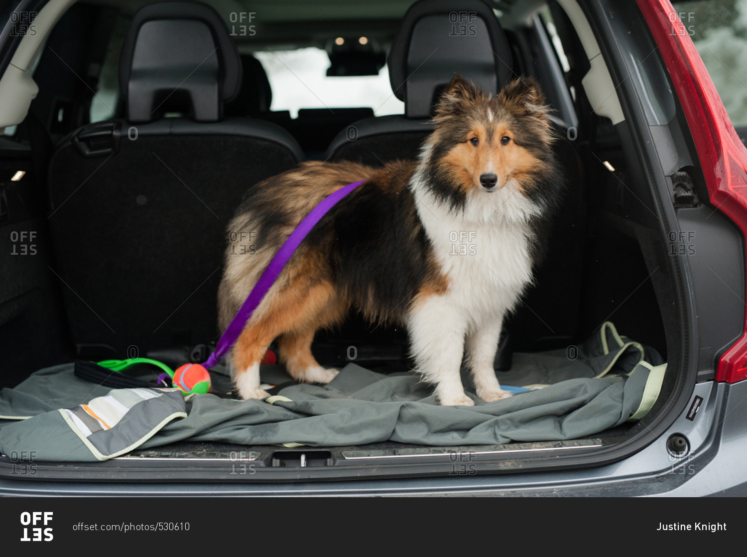 Sheltie standing in the back of car with leash and ball