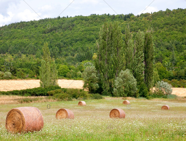 Bales of a hay in a green field of grass