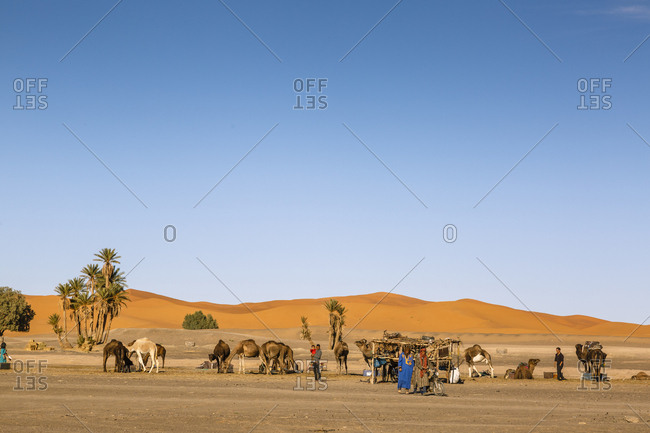 Merzouga, Morocco - November 24, 2016: Camels at the Erg Chebbi sand dunes, Sahara Desert