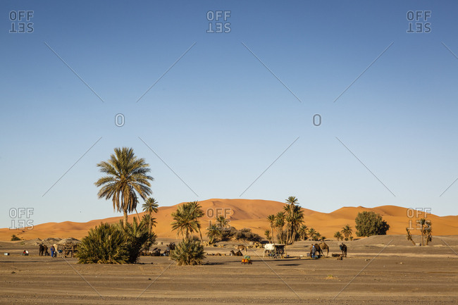 Camels at the Erg Chebbi sand dunes, Sahara Desert, Merzouga, Morocco.