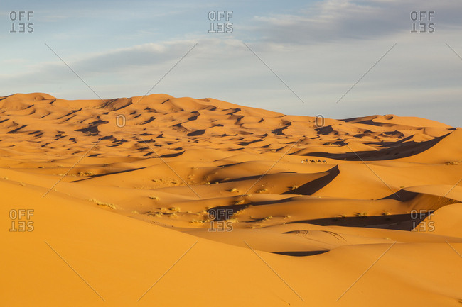 People riding camels crossing the Erg Chebbi sand dunes, Sahara Desert ...