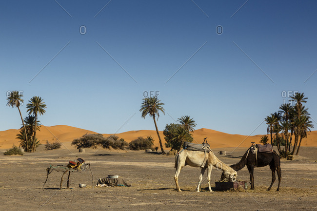 Camels at the Erg Chebbi sand dunes, Sahara Desert, Merzouga, Morocco.