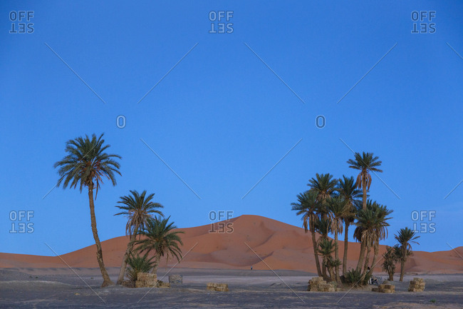 People riding camels crossing the Erg Chebbi sand dunes, Sahara Desert, Merzouga, Morocco.