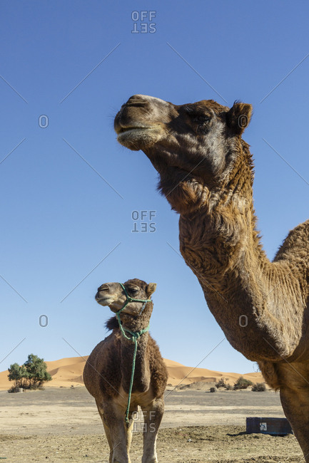 Camels at the Erg Chebbi sand dunes, Sahara Desert, Merzouga, Morocco.