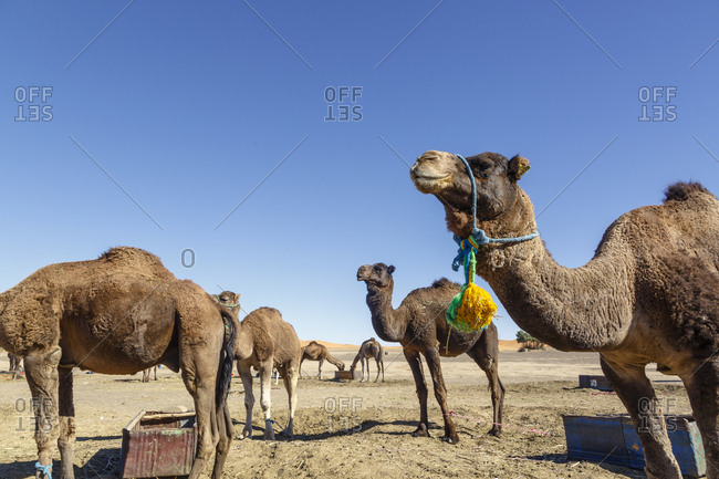 Camels at the Erg Chebbi sand dunes, Sahara Desert, Merzouga, Morocco.