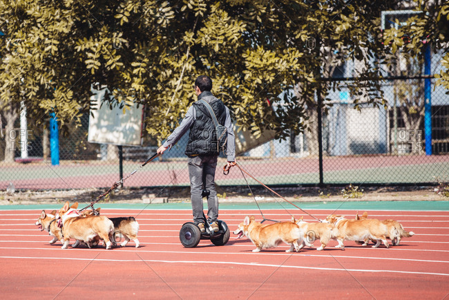Walking with crowd of welsh corgi Pembroke dogs, in Guangzhou, China.