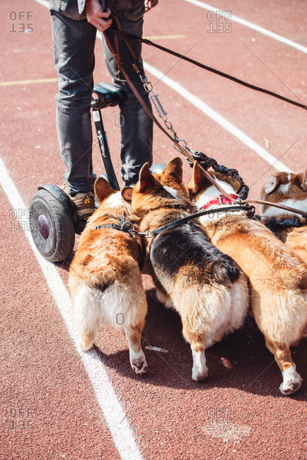 Walking with crowd of welsh corgi Pembroke dogs, in Guangzhou, China.