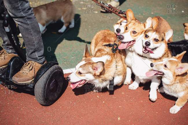 Walking with crowd of welsh corgi Pembroke dogs, in Guangzhou, China.