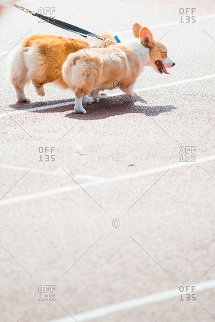Walking with crowd of welsh corgi Pembroke dogs, in Guangzhou, China.