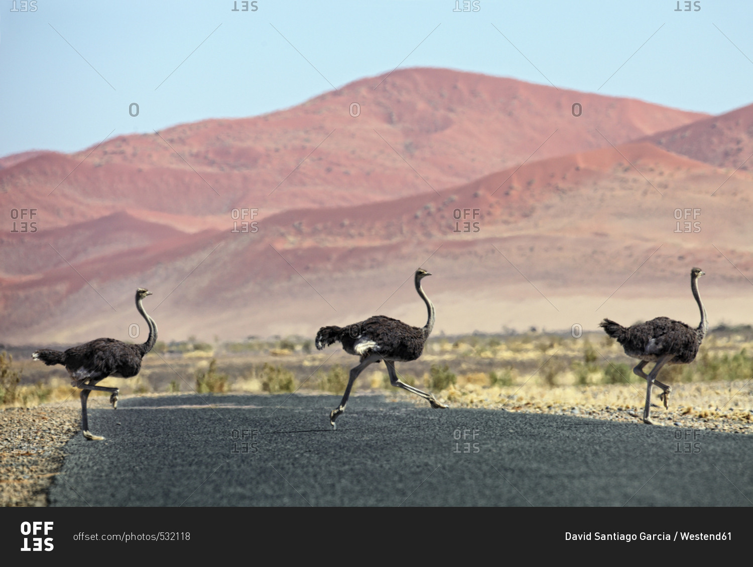Namibia- Etosha National Park- three wild male ostrichs crossing a road