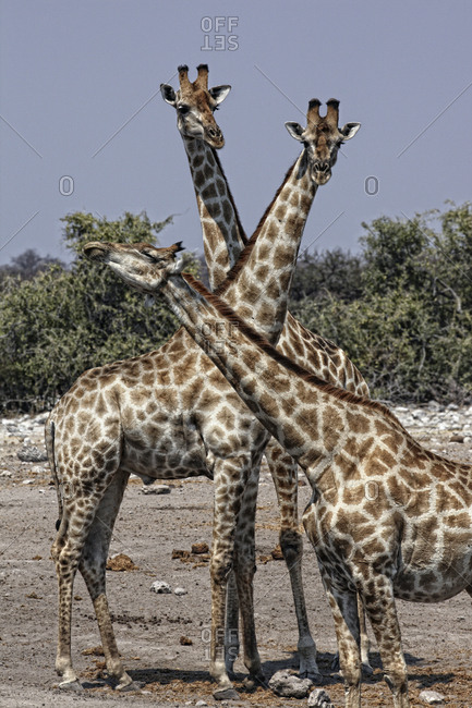 Namibia- Etosha National Park- three giraffes