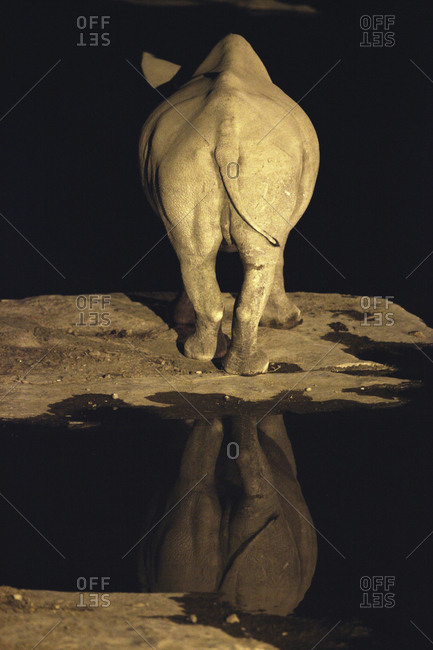 Namibia- White Rhinoceros at a water hole at night