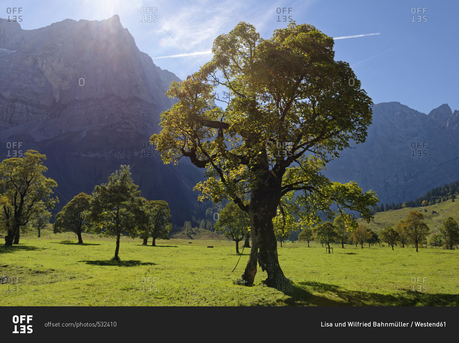 Austria- Tyrol- trees in front of Karwendel Mountains in autumn