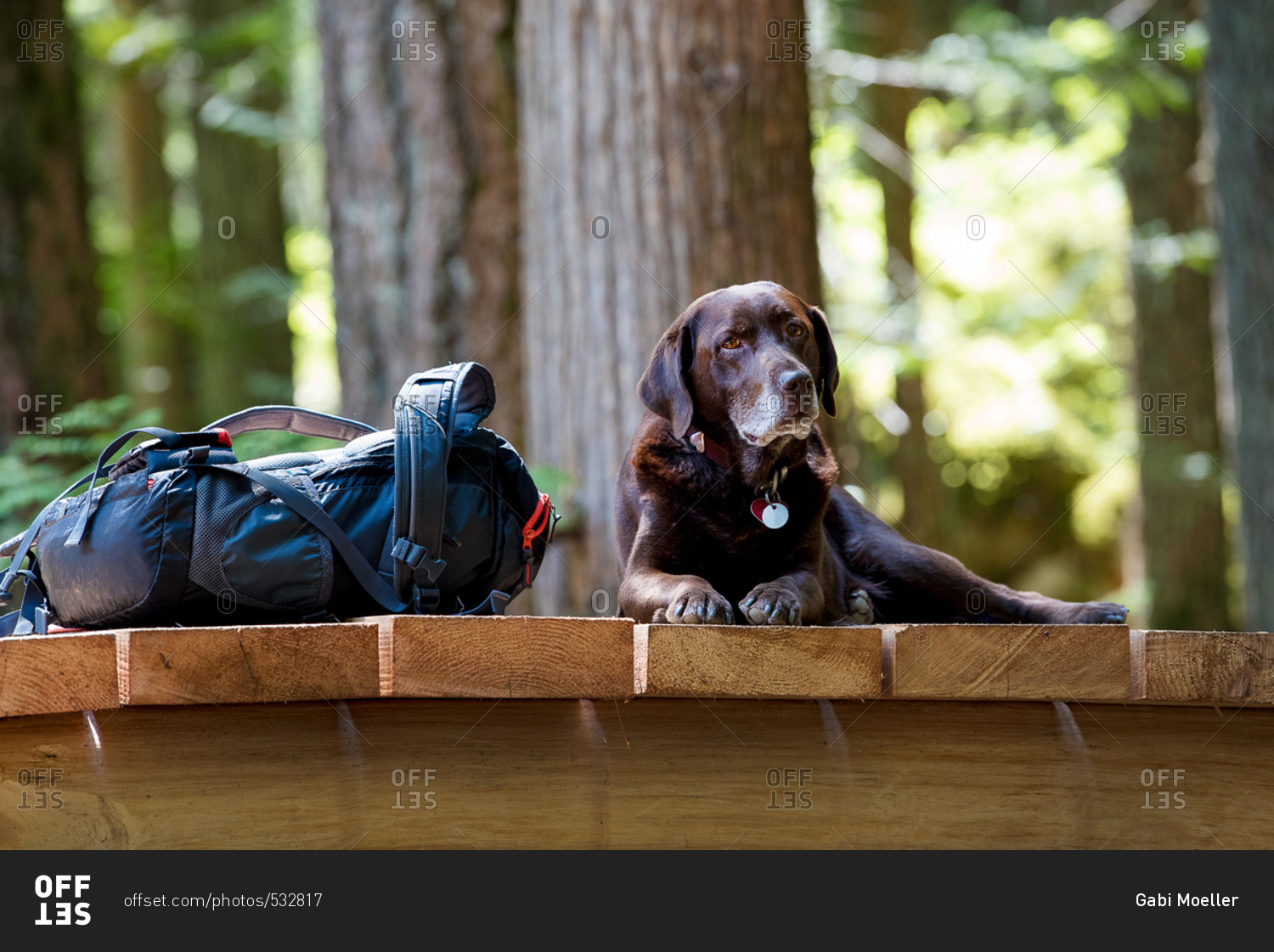 Dog on footbridge by backpack