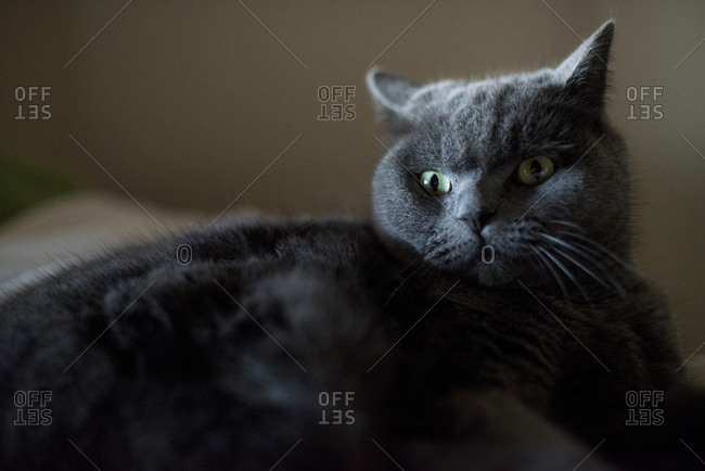 Close up of a gray cat looking away