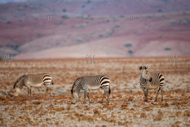 hartmanns mountain zebra