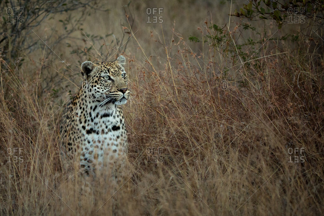 Female leopard sitting in tall grass at Timbavati Game Reserve, South Africa
