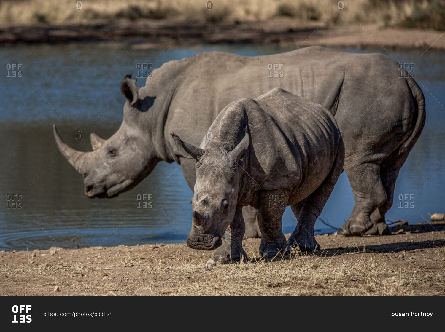 Mother rhino and calf at the edge of a watering hole