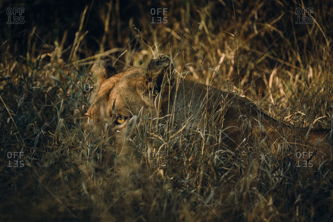 Female lion hidden in grass at sunset