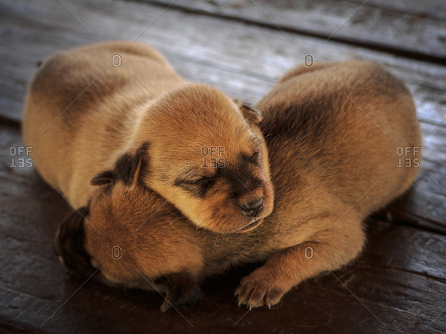 Puppies lying together on table