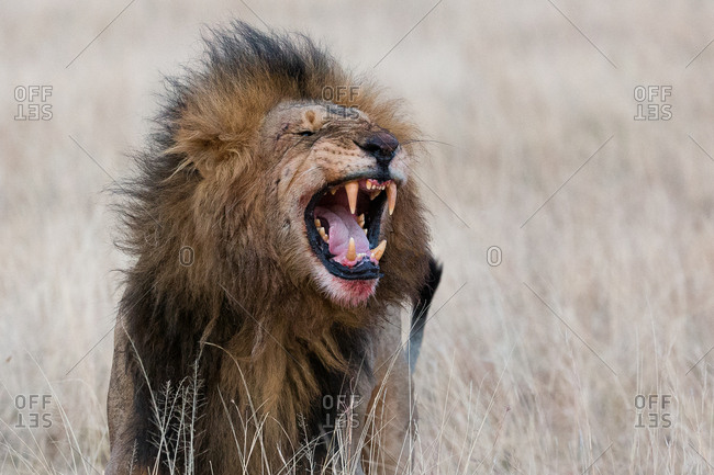 Roaring male lion with blood on face