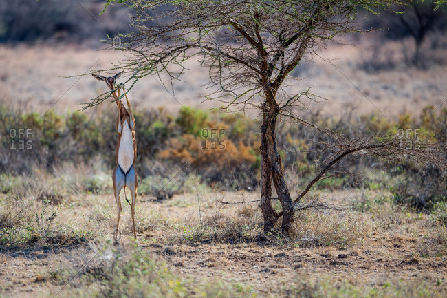 Gerenuk standing and eating leaves, Kenya