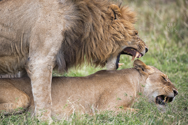 Male and female lions mating stock photo - OFFSET