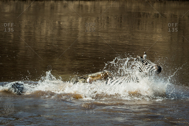 Crocodile attacking zebra in river